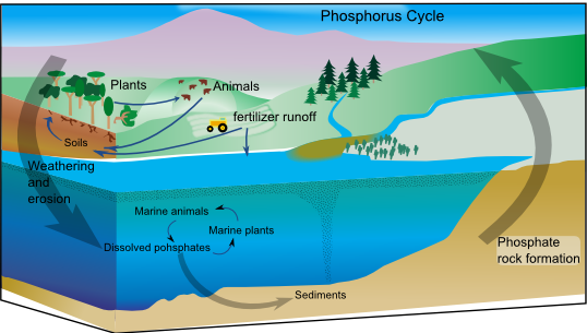 Phosphorus Runoff | Decrease Phosphorus | Water Management ... simplified diagram of global warming 